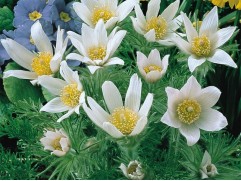 Прострел обыкновенный 