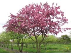 Яблоня декоративная Яблоня декоративная