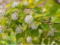 Пузыреплодник калинолистный 