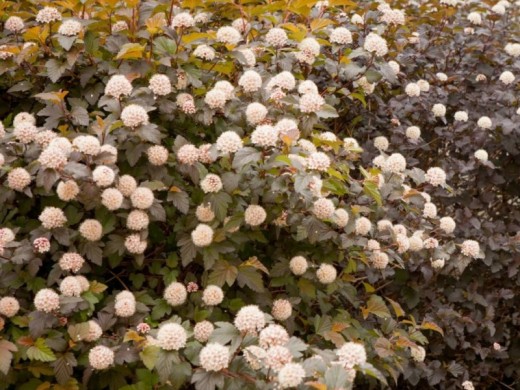 Пузыреплодник калинолистный Пузыреплодник калинолистный