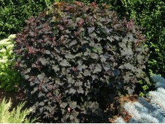 Пузыреплодник калинолистный 