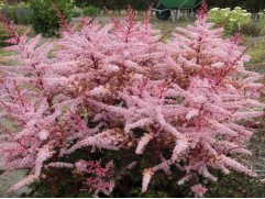 Астильба Арендса 