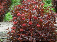 Пузыреплодник калинолистный 