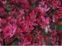 Яблоня декоративная 