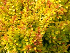 Барбарис Тунберга 