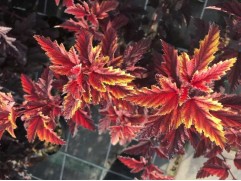 Пузыреплодник калинолистный 