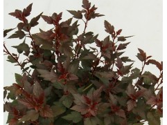 Пузыреплодник калинолистный 