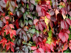 Девичий виноград 