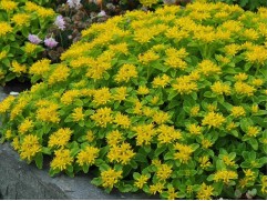 Очиток живучий (Контейнер 1,5л.) Очиток живучий (Контейнер 1,5л.)