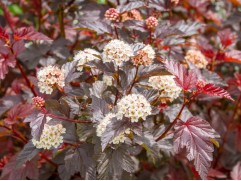 Пузыреплодник калинолистный 