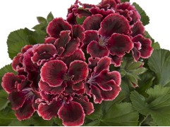 Пеларгония Grandiflorum Elegance Adelе Контейнер 1,0л Пеларгония Grandiflorum Elegance Adelе Контейнер 1,0л