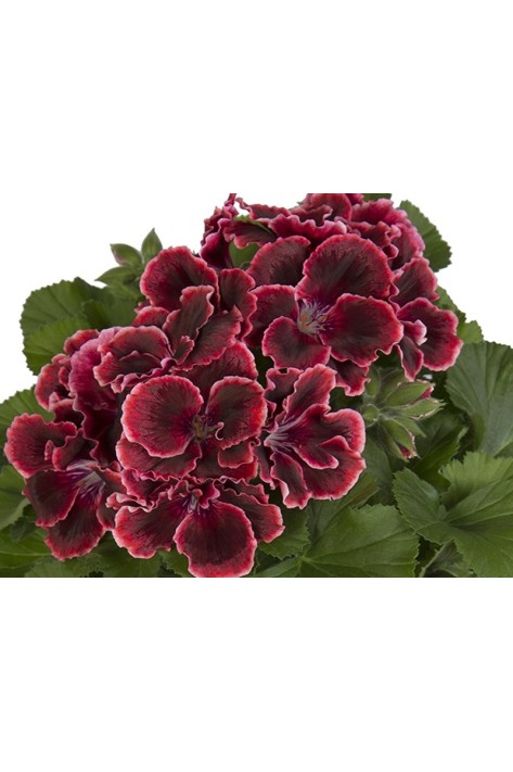 Пеларгония Grandiflorum Elegance Adelе (Контейнер 1,0л)