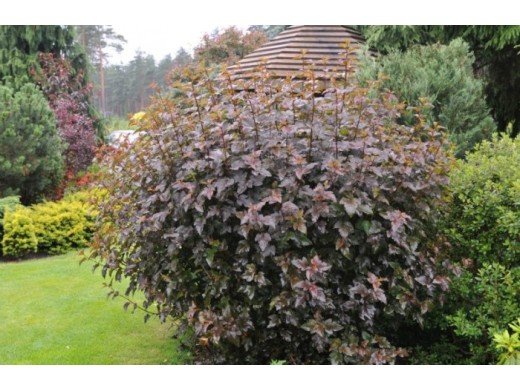 Пузыреплодник калинолистный Пузыреплодник калинолистный