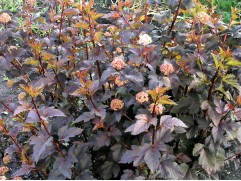 Пузыреплодник калинолистный 