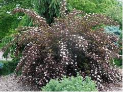 Пузыреплодник калинолистный 