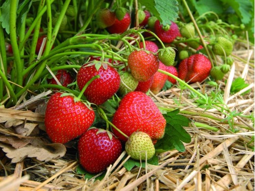 Земляника крупноплодная Земляника крупноплодная