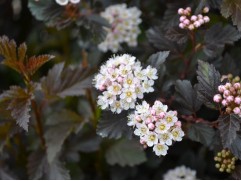 Пузыреплодник калинолистный 