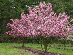 Яблоня декоративная 