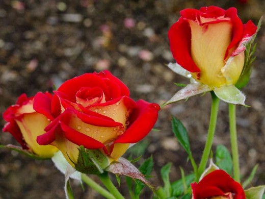 Роза спрей Роза спрей