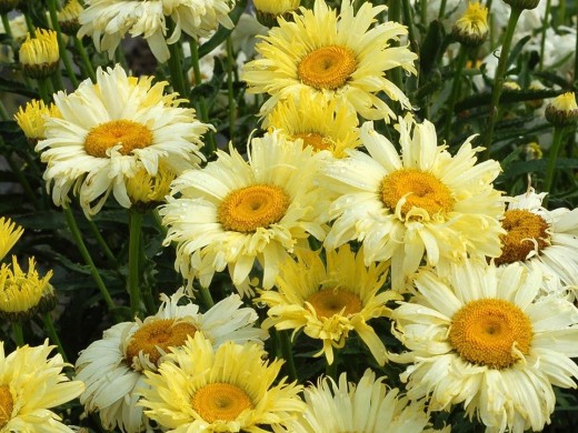 Нивяник великолепный Нивяник великолепный