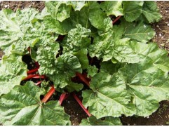 Ревень обыкновенный 