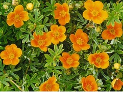 Лапчатка кустарниковая Лапчатка кустарниковая