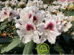 Рододендрон гибридный 