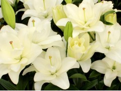 Лилия ЛА-гибрид Лилия ЛА-гибрид