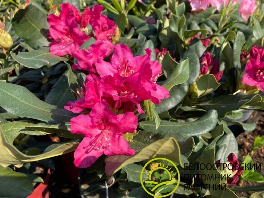 Рододендрон катевбинский 
