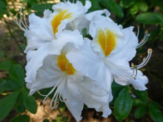 Рододендрон листопадный (азалия) 