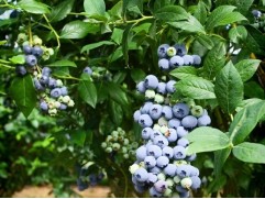 Голубика высокорослая Голубика высокорослая