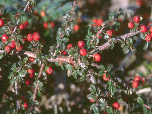 Кизильник Даммера Кизильник Даммера