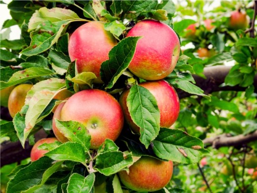 Яблоня Яблоня