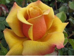 Роза чайно-гибридная 