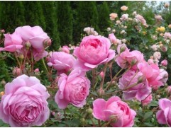 Роза английская 