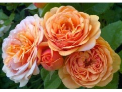 Роза английская 