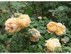 Роза английская 