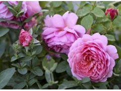 Роза английская 