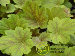 Гейхера гибридная 