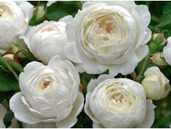 Роза английская 