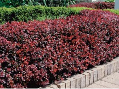 Барбарис Тунберга 