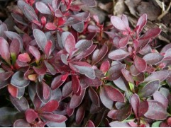 Барбарис Тунберга 