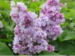 Сирень обыкновенная 