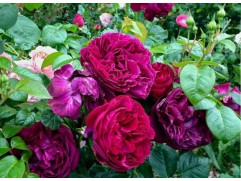 Роза английская 