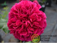 Роза английская 