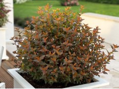 Пузыреплодник калинолистный Пузыреплодник калинолистный