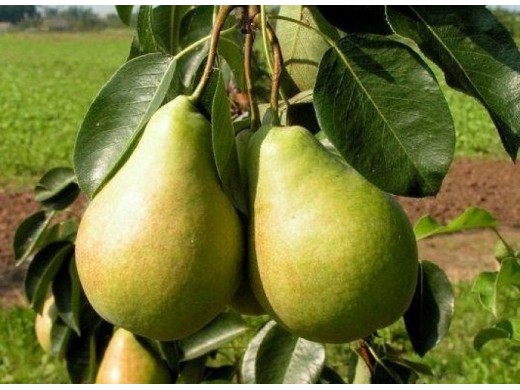Груша Груша