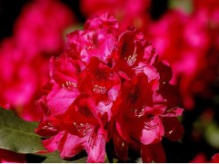 Рододендрон гибридный 