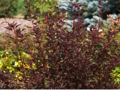 Пузыреплодник калинолистный Пузыреплодник калинолистный