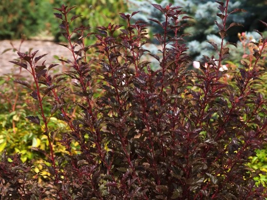 Пузыреплодник калинолистный Пузыреплодник калинолистный